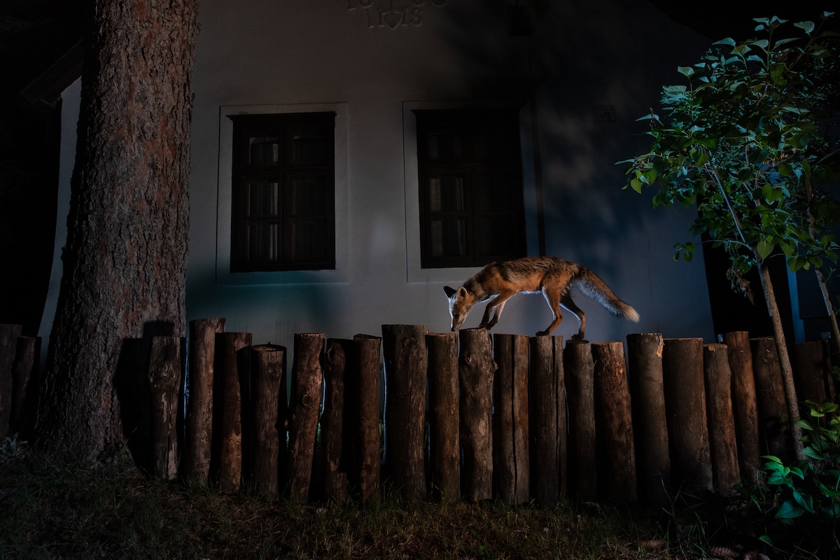 Photos of Foxes by Milan Radisics