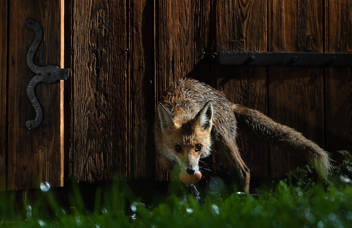 Photos of Foxes by Milan Radisics