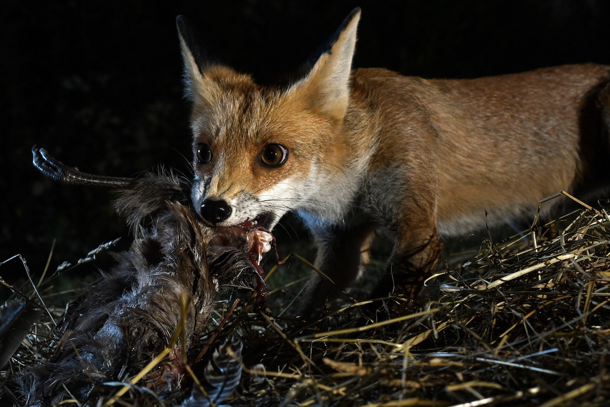 Photos of Foxes by Milan Radisics