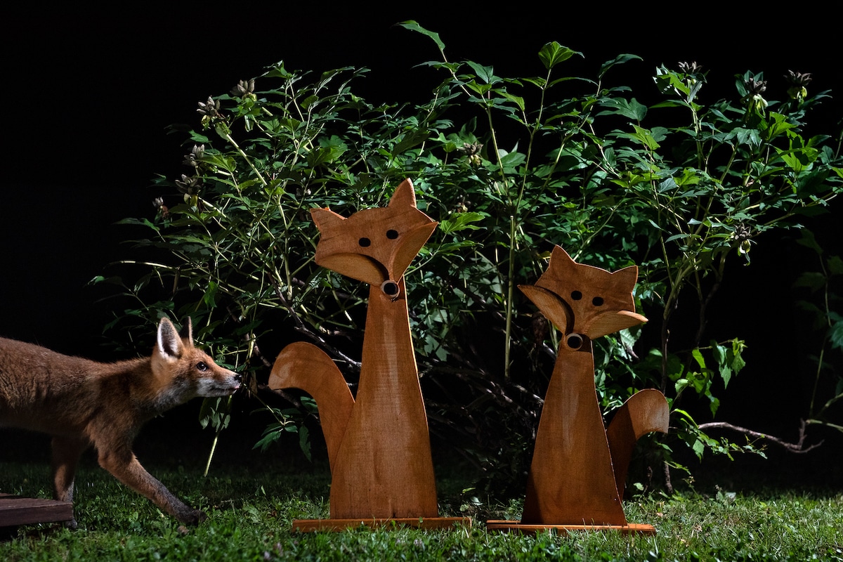 Photos of Foxes by Milan Radisics