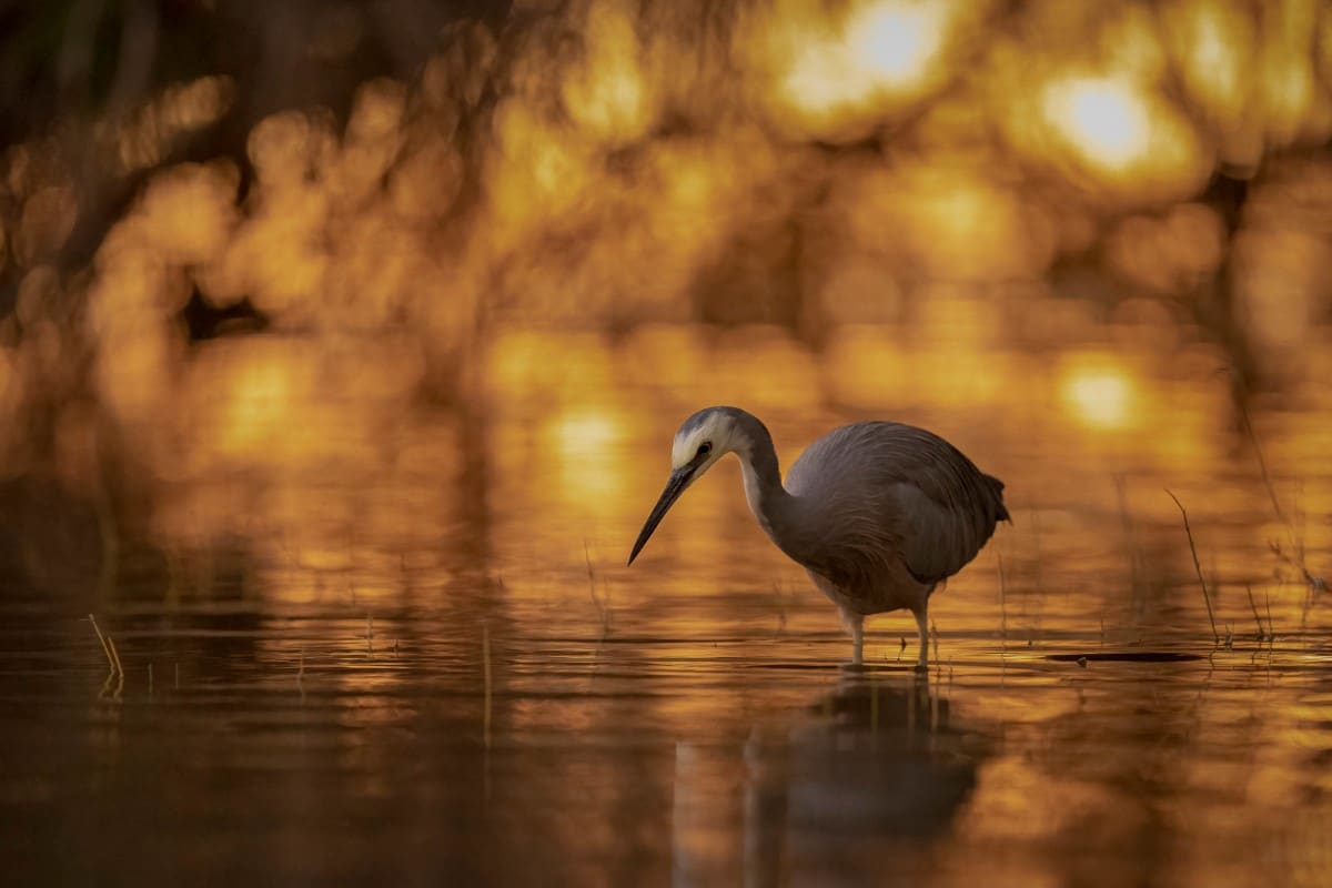 Bird wading in a bayou