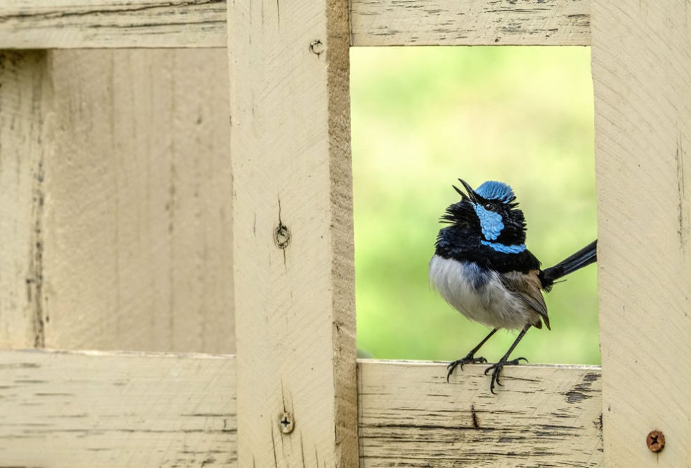 Birdlife Australia Photography Awards Winners 01