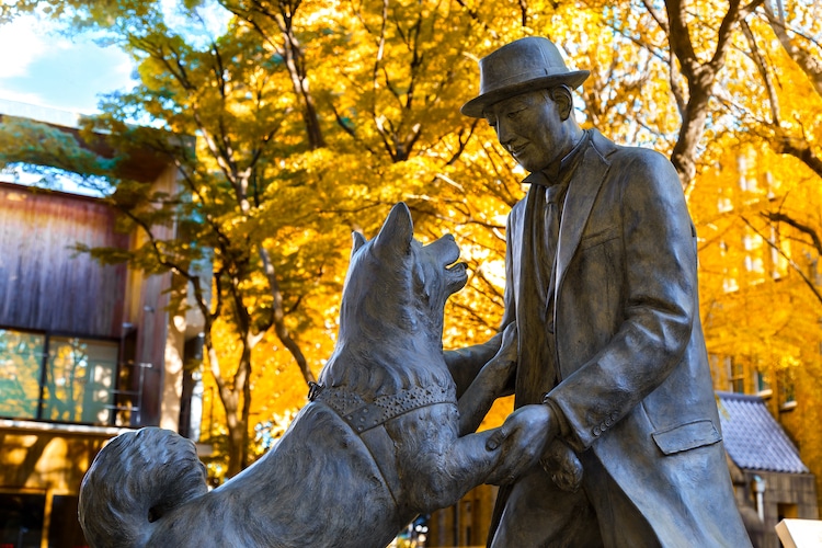 Hachiko the Akita