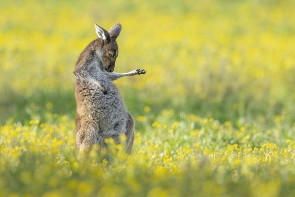 Kangaroo looking like its strumming an air guitar