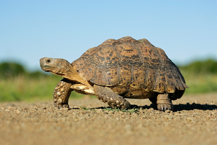 Mountain tortoise