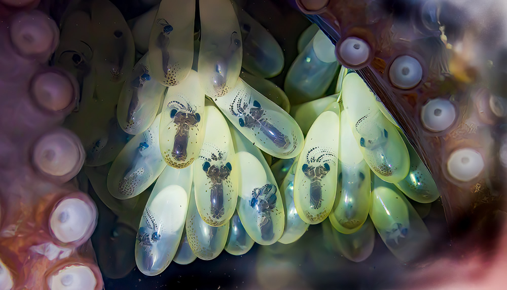 Marvelous Winning Nature Photos Of NANPA’s 2024 Showcase » Design You Trust