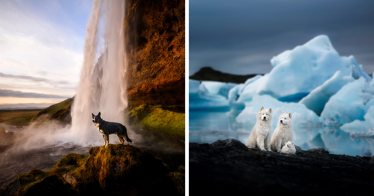 Magical Moments: 40 Photographs Of Dogs In Iceland