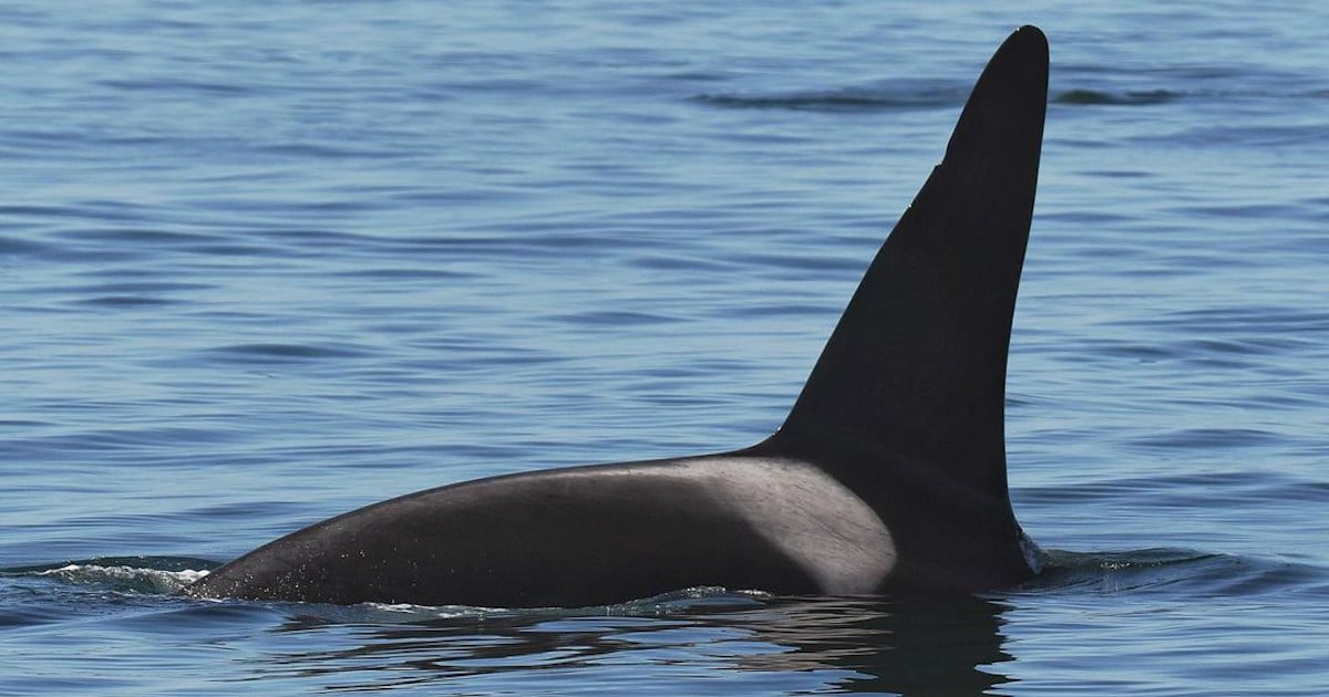 old-thom-loner-orca-fb.jpg - ViralBandit