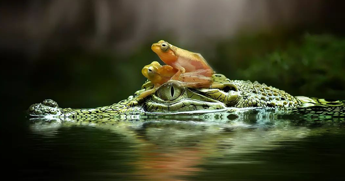 25 Times This Photographer Shared Up-Close Photos Of Cold-Blooded Creatures