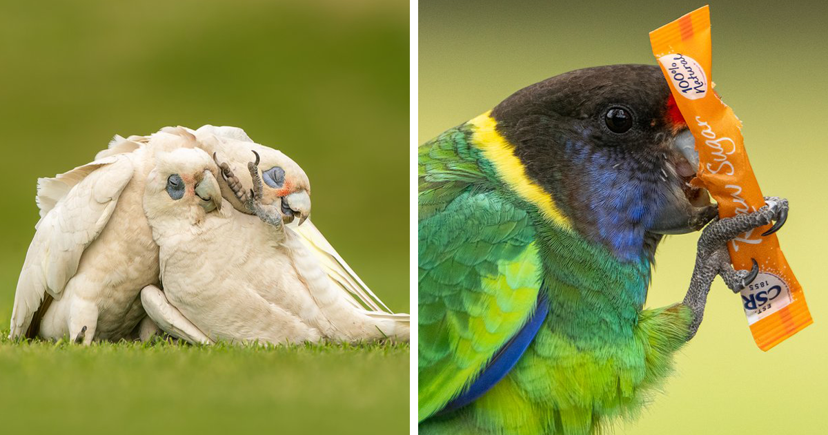 BirdLife Australia Photography Awards Has Announced The Winners And Finalists Of Its 2023 Contest (30 Pics)