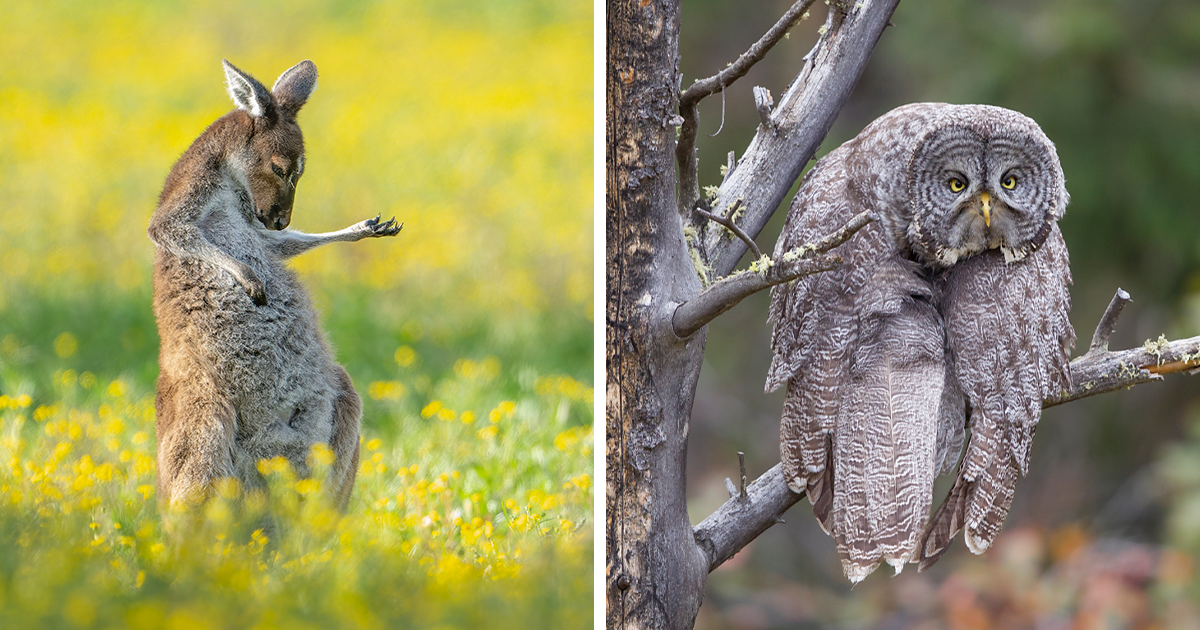 The Comedy Wildlife Photography Awards 2023 Winners Have Been Revealed And Here Are 15 Best Photos