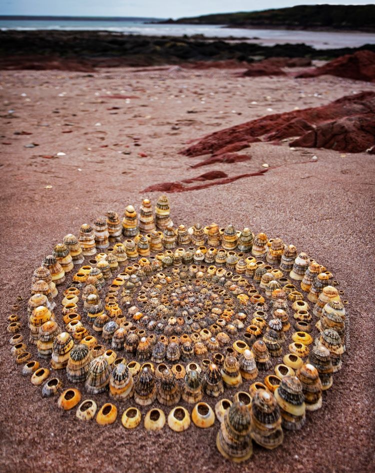 Shells Arranged In Spiral Pattern On Beach