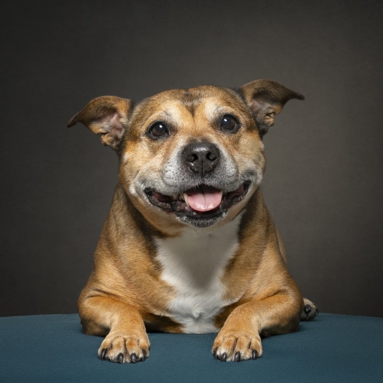 Senior Dog Portrait by Belinda Richards