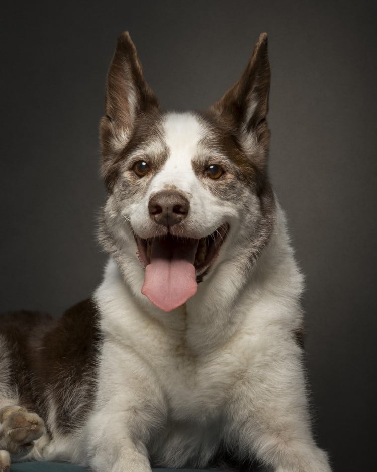Senior Dog Portrait by Belinda Richards