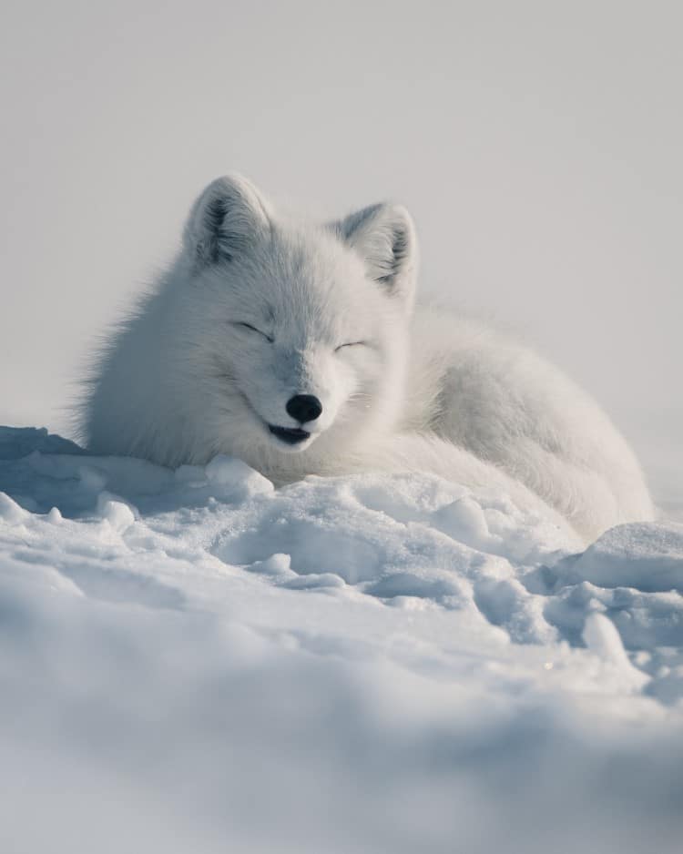 Tired Arctic Fox by Konsta Punkka