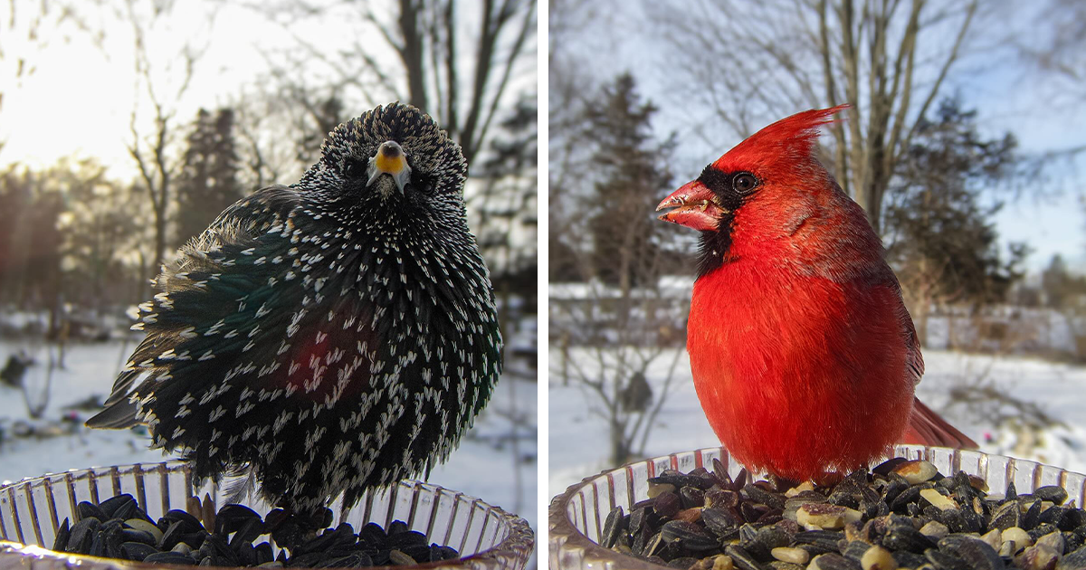Woman’s Bird Feeder Camera Captures 30 Endearing Birdy Moments
