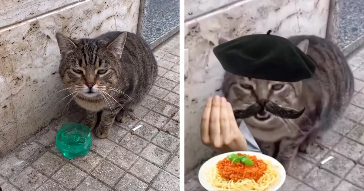 Cat Appears to Say “Buongiorno” to a Passerby That Greeted It