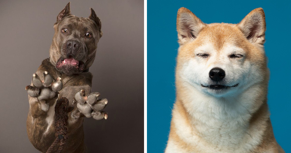 25 Hilarious Doggy Antics Expertly Framed By This Photographer