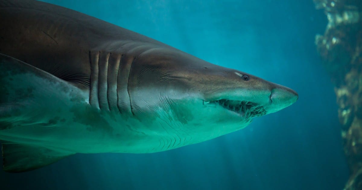 Learn Why Some Sharks Go Tonic During Mating