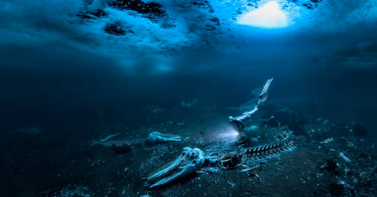 Incredible Winners of 2024 Underwater Photographer of the Year Contest
