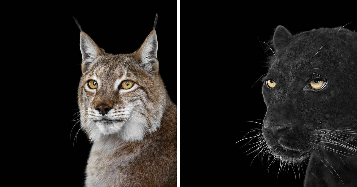 30 Breathtaking Portraits Revealing The Soul Of Wild Animals, By Brad Wilson