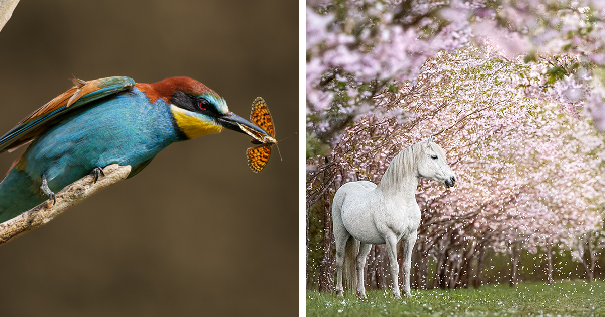 20 Spellbinding Wildlife Images From FAPA 2023