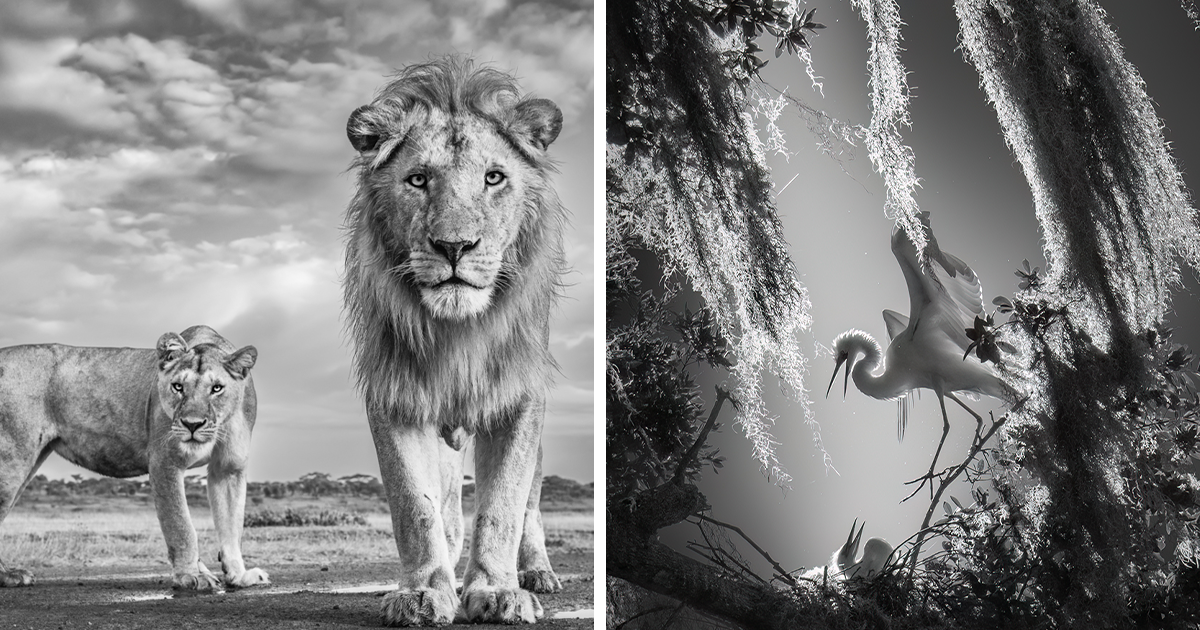 30 Stunning Winners Of The 2023 Monochrome Photography Awards