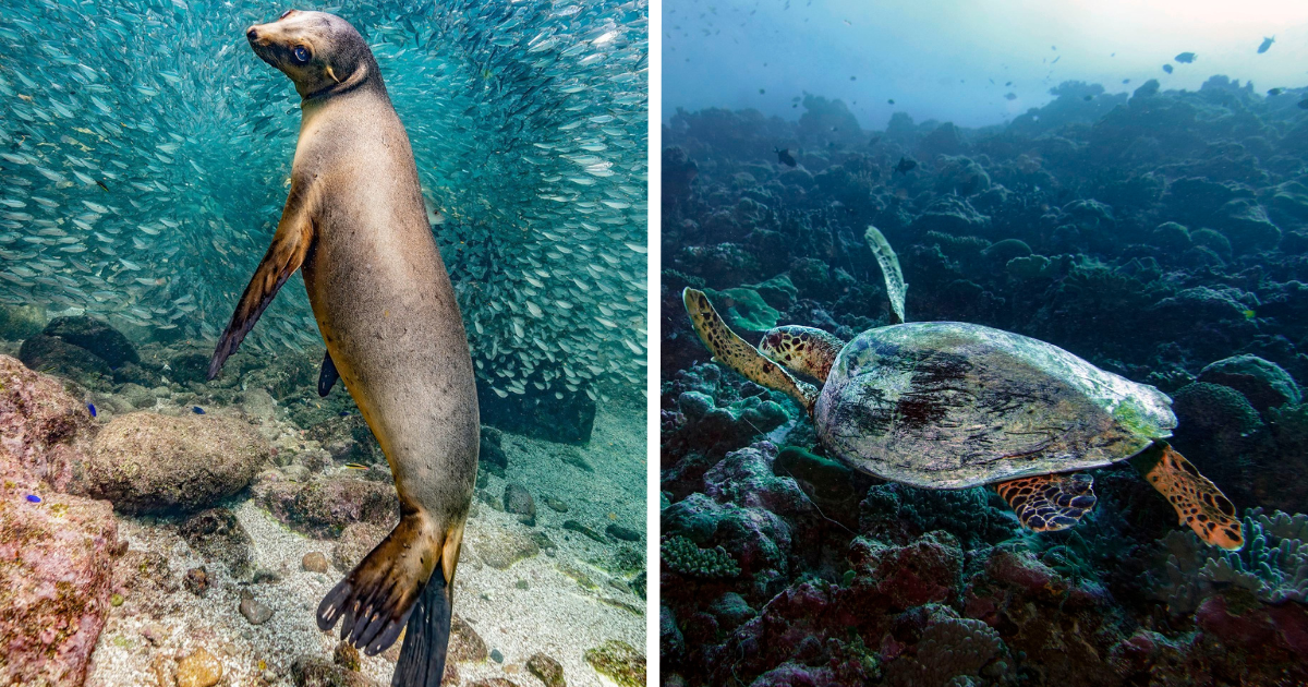 20 Amazing Winning Photographs From The Nature Photography Contest 2023
