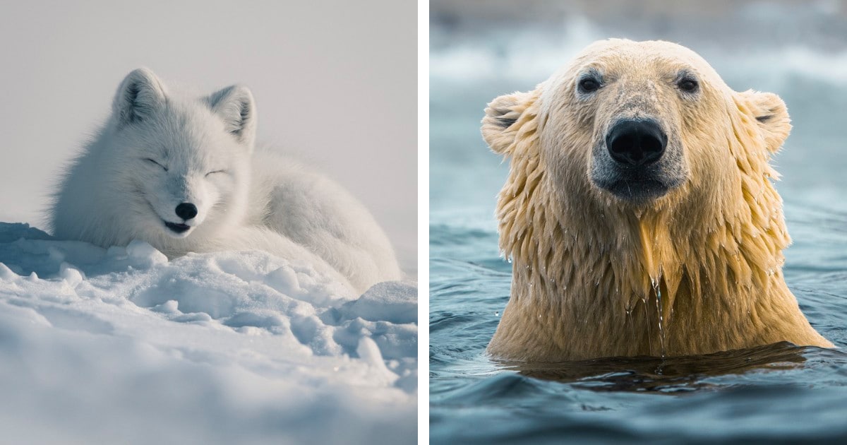 Photographer Endures Icy Temps to Photograph Arctic Animals