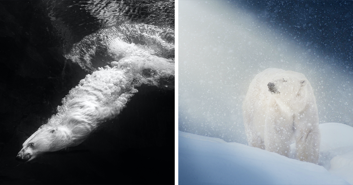 10 Of The Best Shots By Artist Mac So Of The Zoo’s Majestic Polar Bears