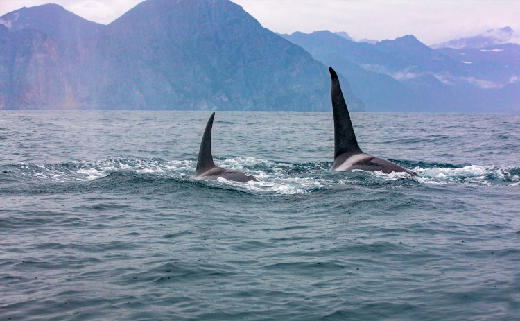 The pair of transient killer whales travel through the waters of Avacha Bay, Kamchatka