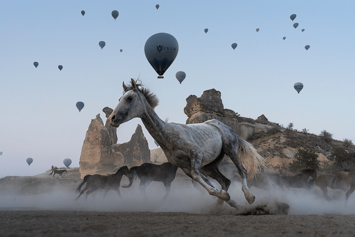 Hot air balloons taking off near horse stables in Cappadocia, Turkey