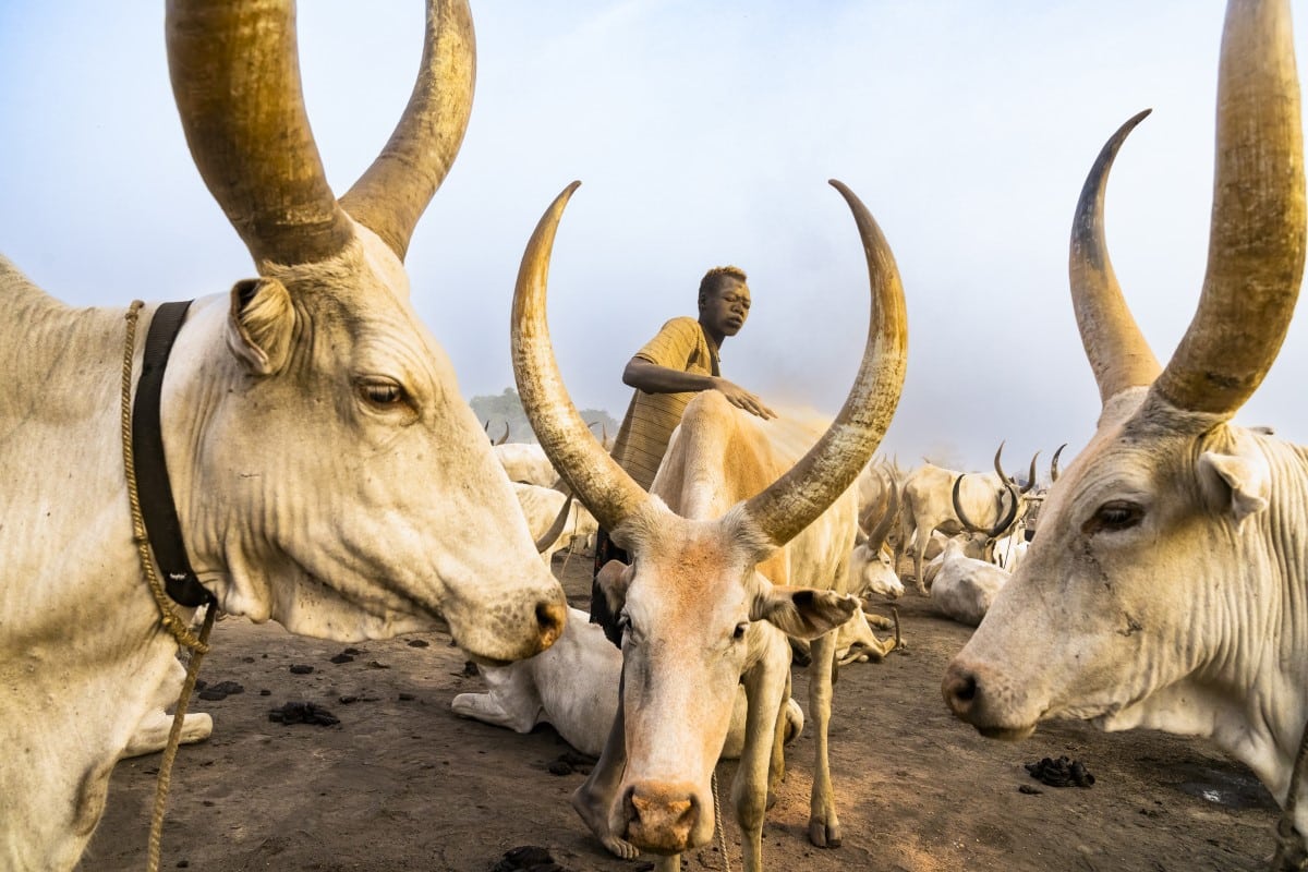 Mundari with his cattle