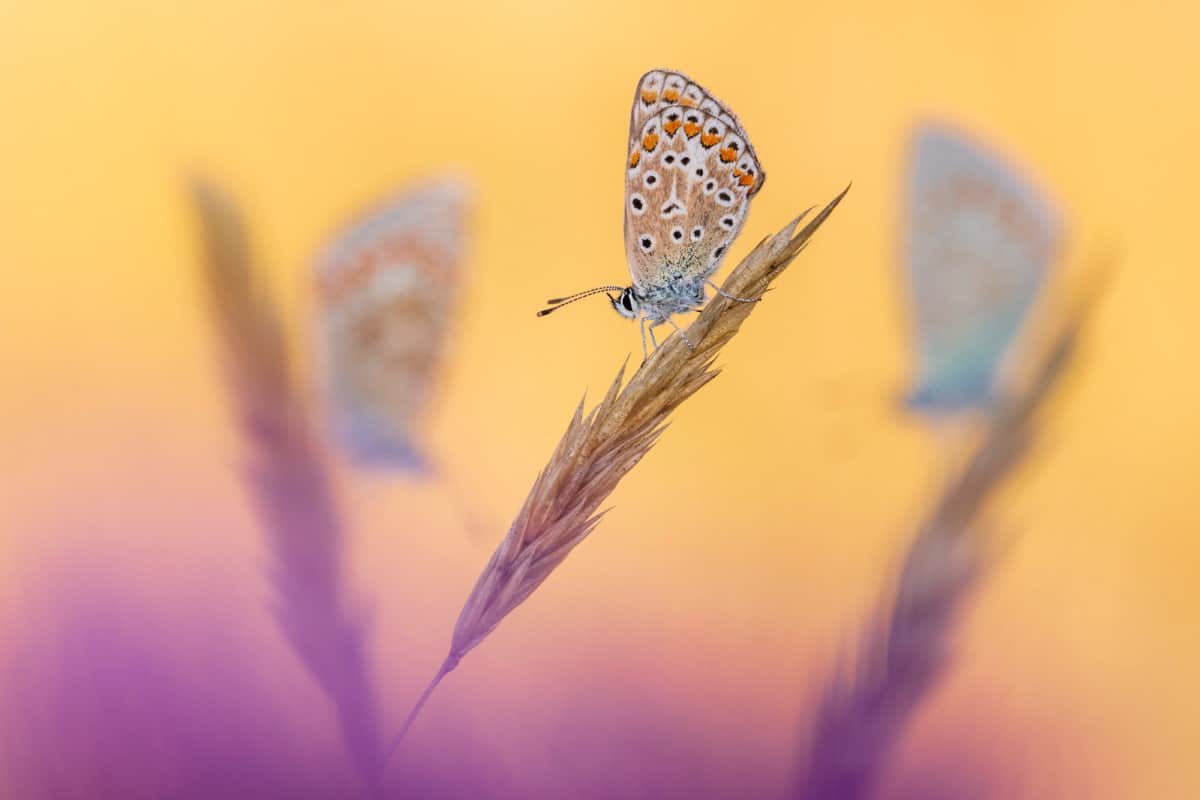 Common blue butterflys perched on dried wheat