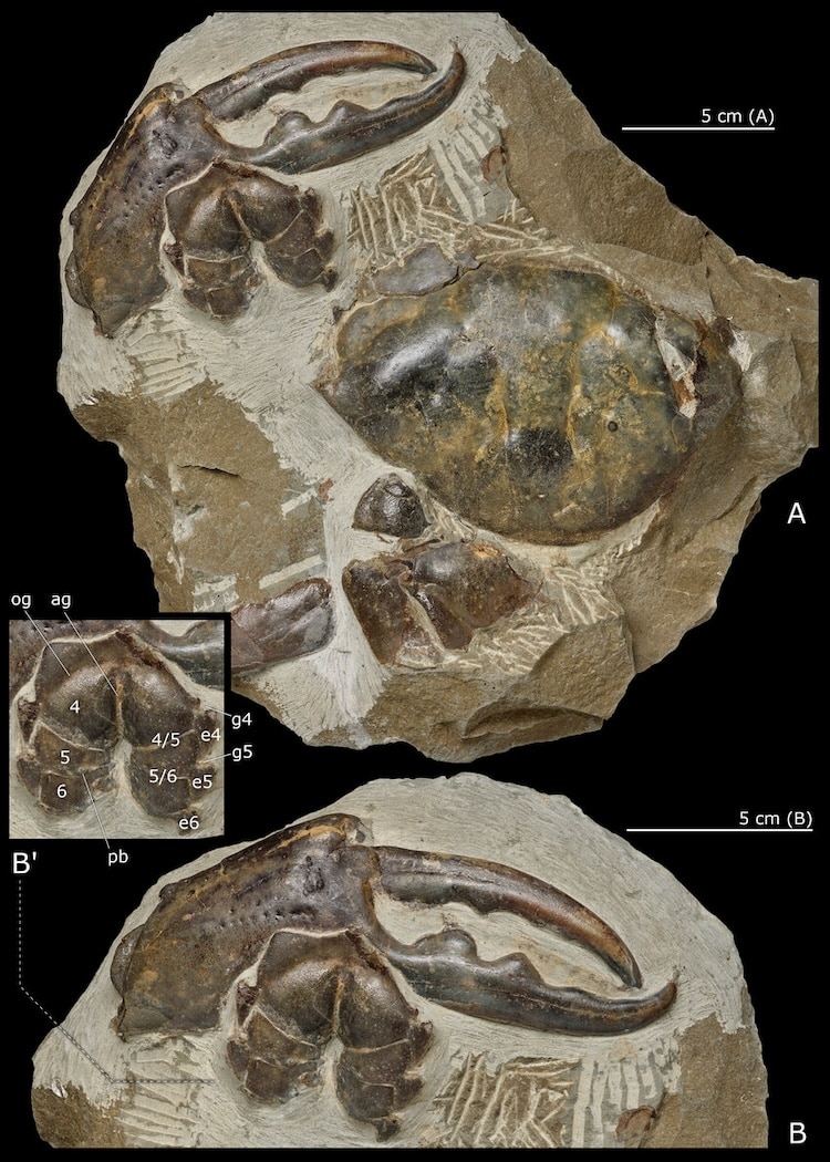 Pseudocarcinus karlraubenheimeri