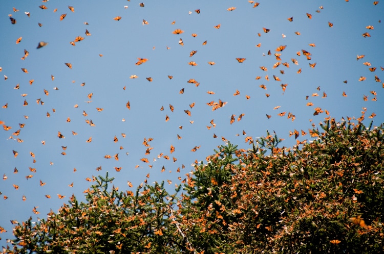 Monarch butterflies flying