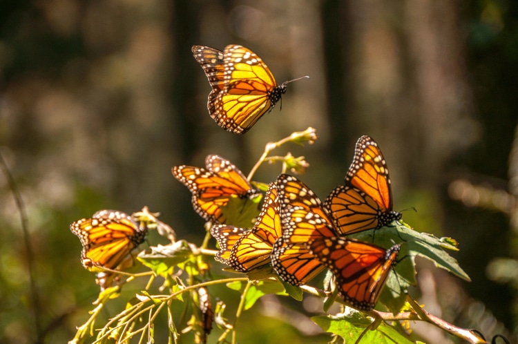 Monarch butterflies in a sanctuary