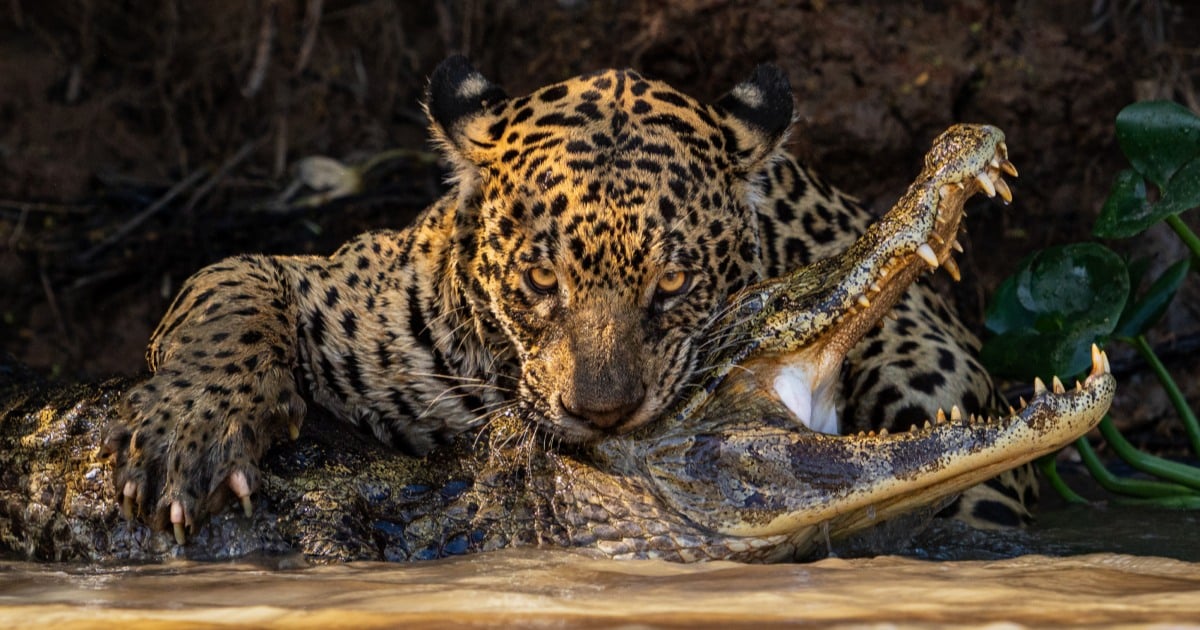 Open Competition Winners of the 2024 Sony World Photo Awards