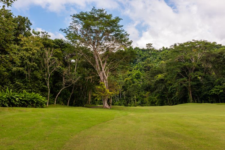 Picture Of Golf Course With Large Trees