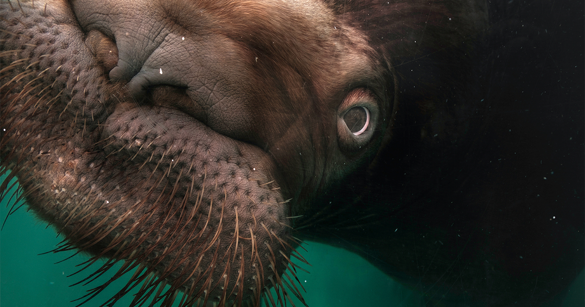 20 Striking Animal Portraits From The Unique Perspective Of Mac So