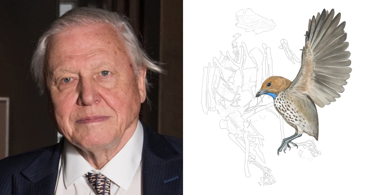 Newly Discovered Bird Is Named in Honor of David Attenborough