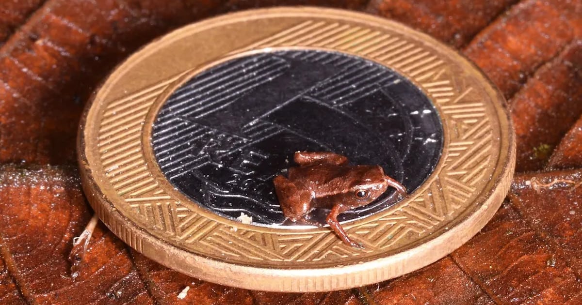 The Brazilian Flea Toad Might Be the World’s Smallest Vertebrate