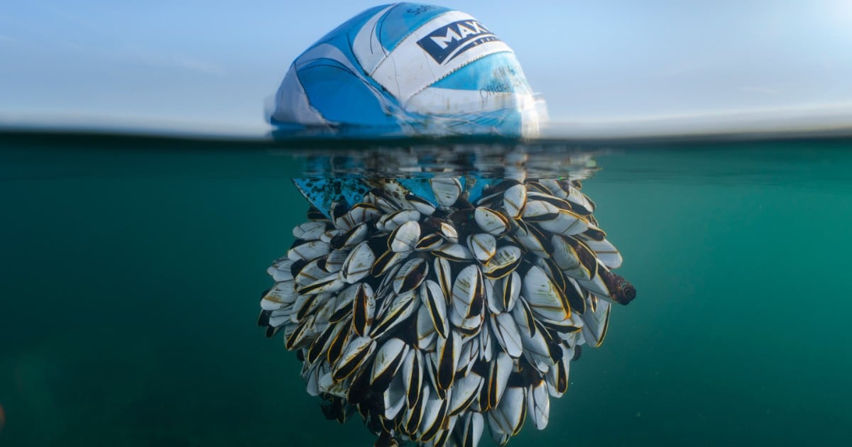 Incredible Winners of the 2024 British Wildlife Photography Awards