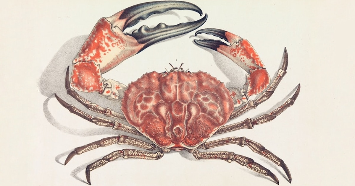 Crab Fossil Found in NZ Belongs to a Previously Unknown Species