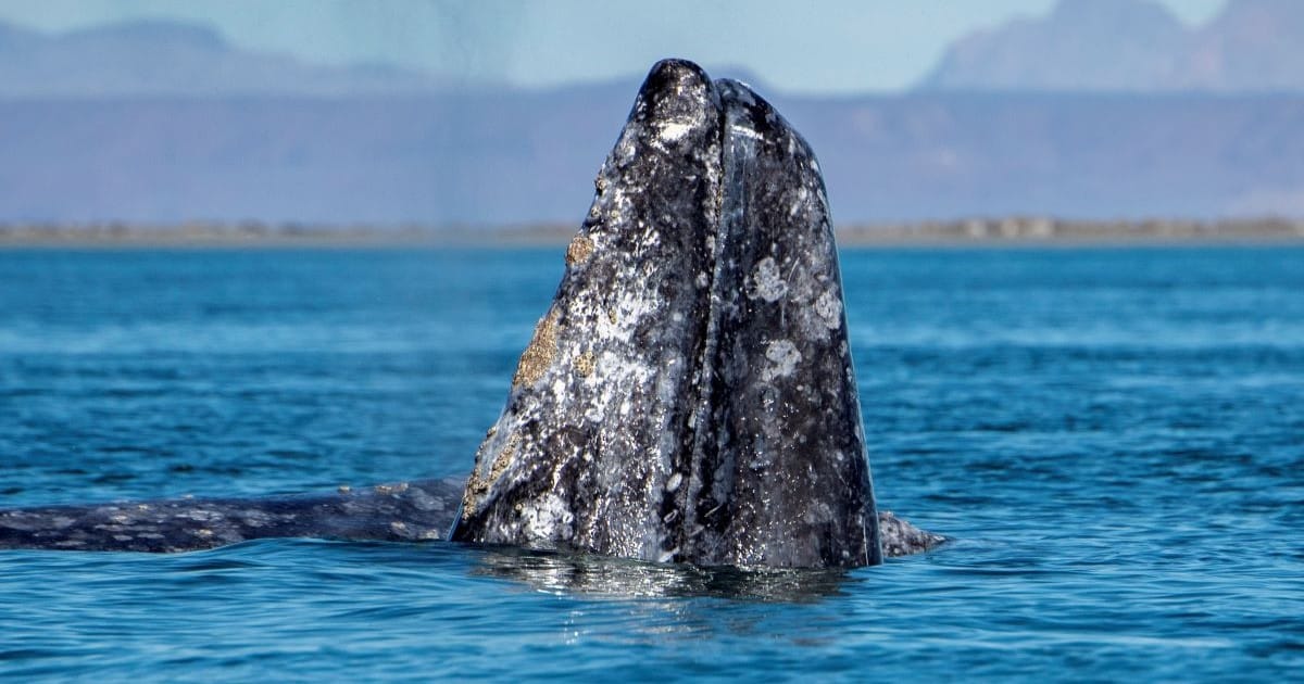 Rare Gray Whale Spotted Off The Coast Of Massachusetts