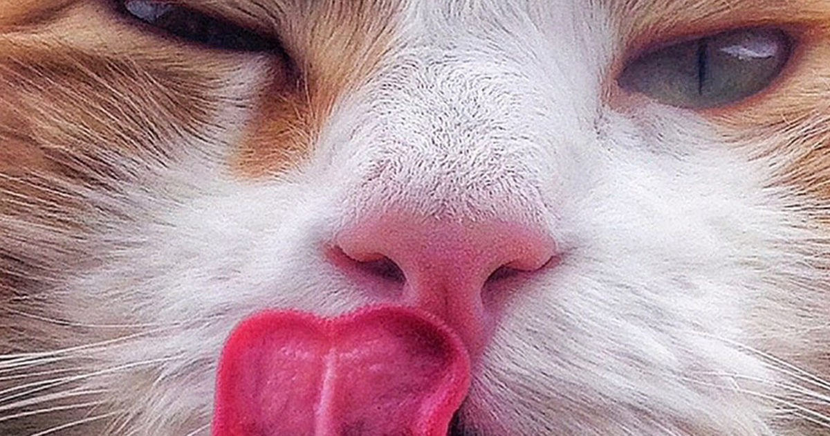 Italian Woman Captures 25 Beautiful Shots Of Her Cats’ Everyday Lives