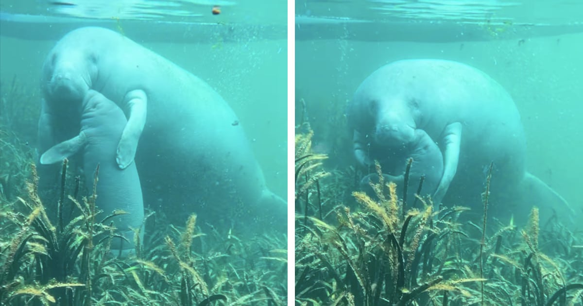 Watch a Wild Manatee Mom Hug and Kiss Her Baby