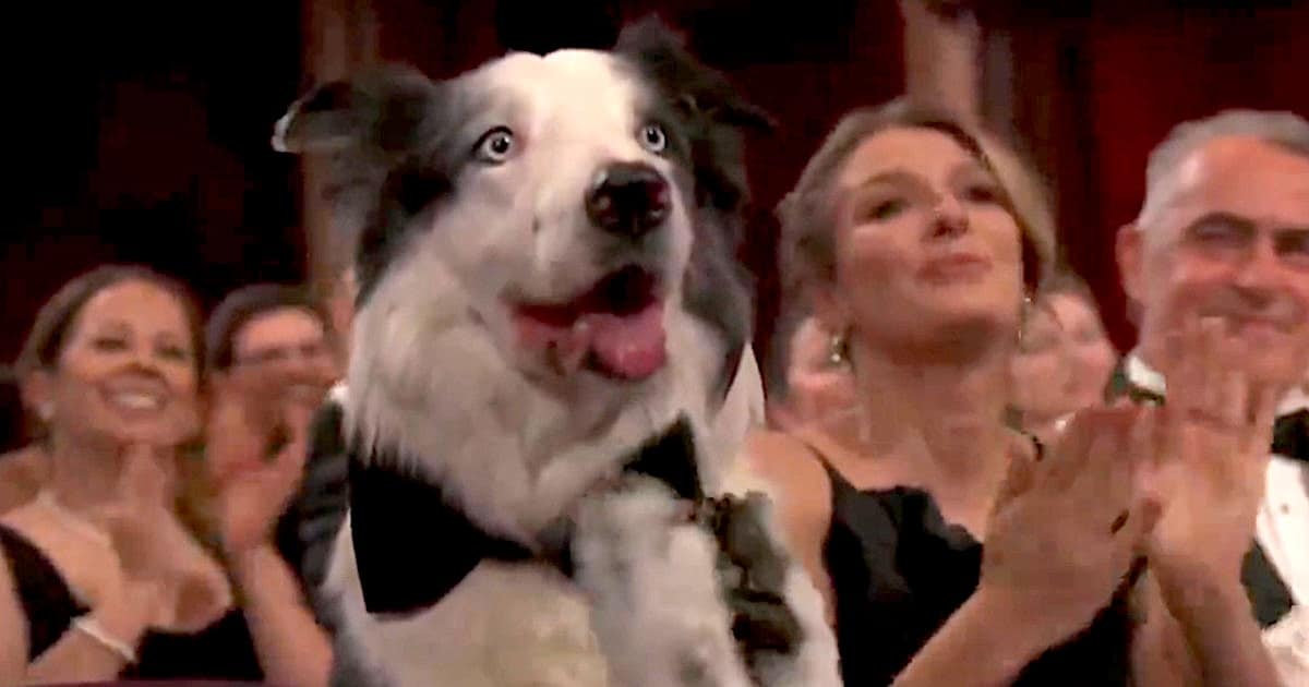 Meet Messi, the Scene-Stealing Dog From “Anatomy of a Fall”