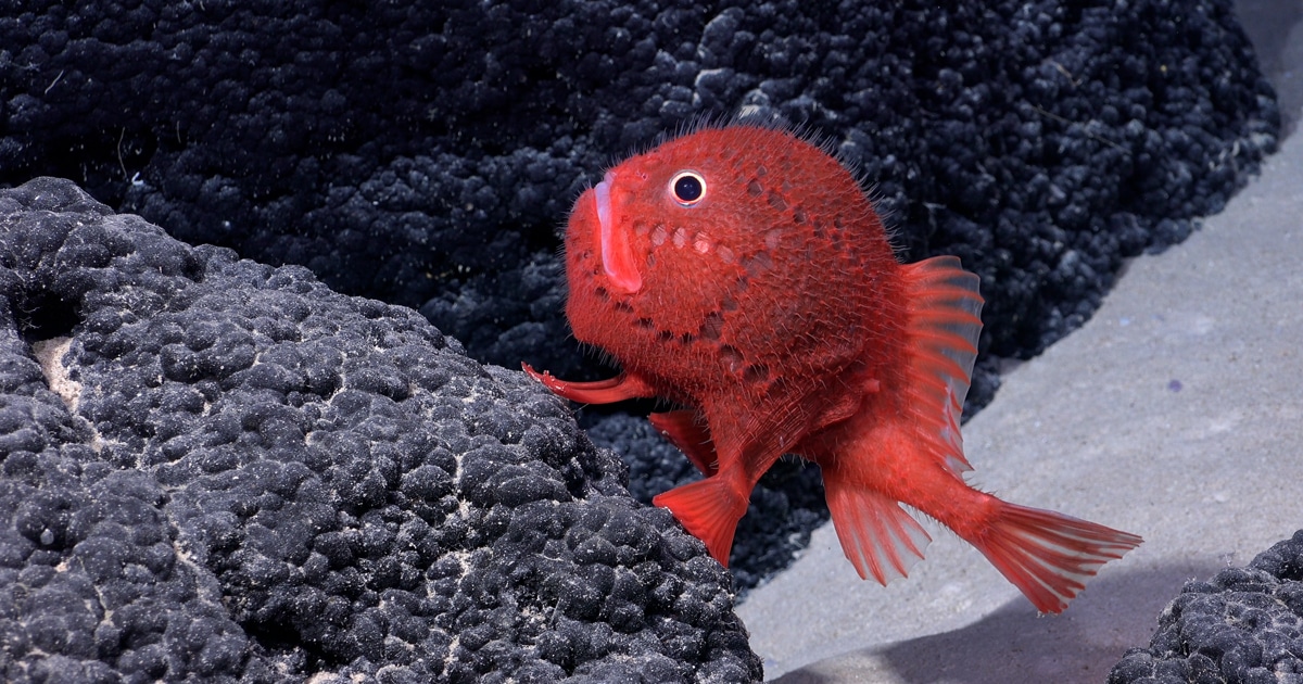 Underwater Robot Discovers More Than 100 New Species in Chile