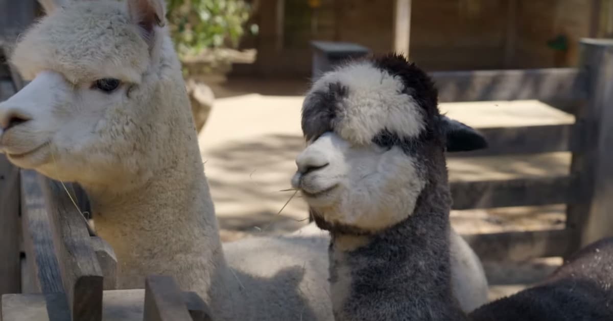 Watch a Herd of Adorable Alpacas Enjoy a Leisure Walk